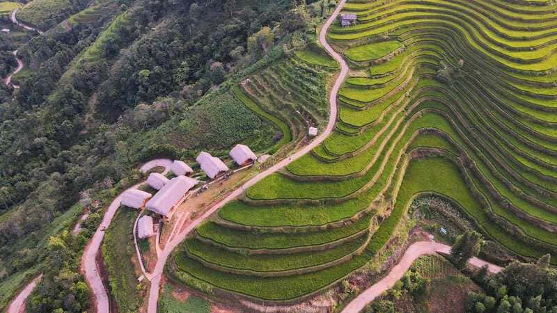 Rice fields
