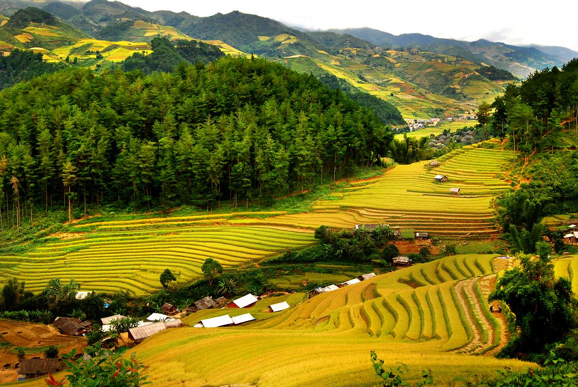 Rice field in Pu Luong